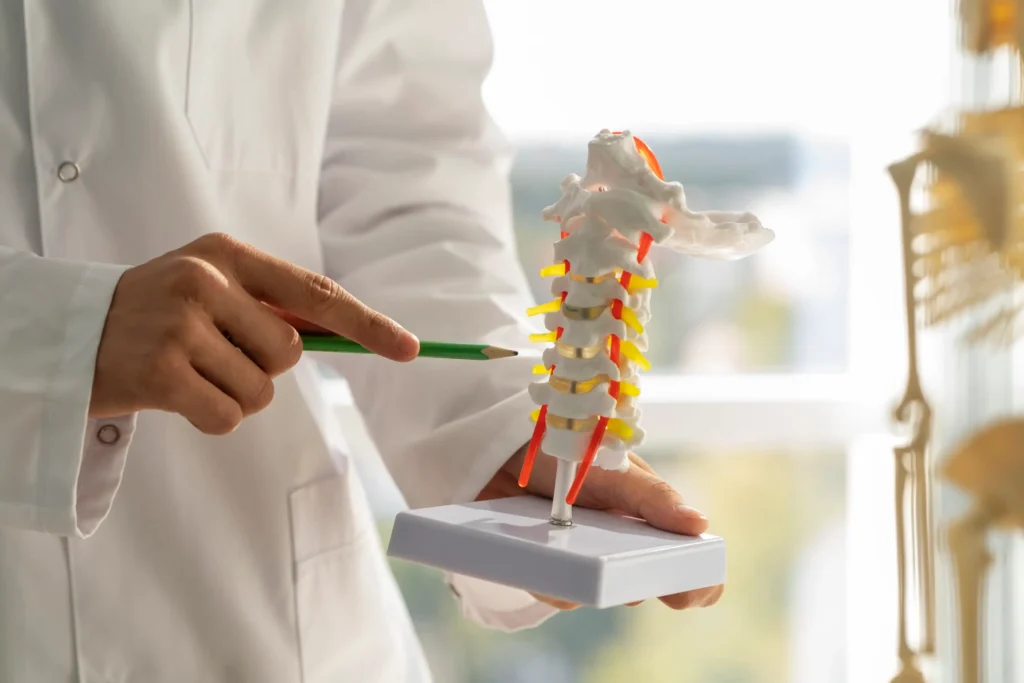 Doctor Pointing at Spinal Model